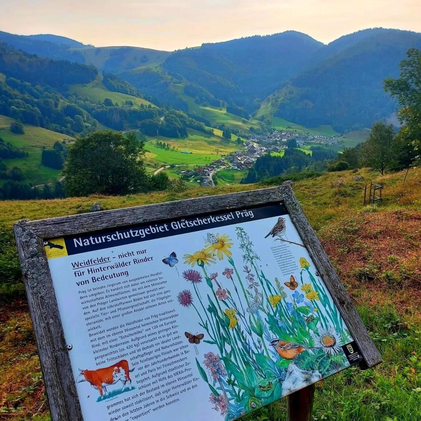 Ferienwohnungen Haus Hees Todtnau Exteriör bild