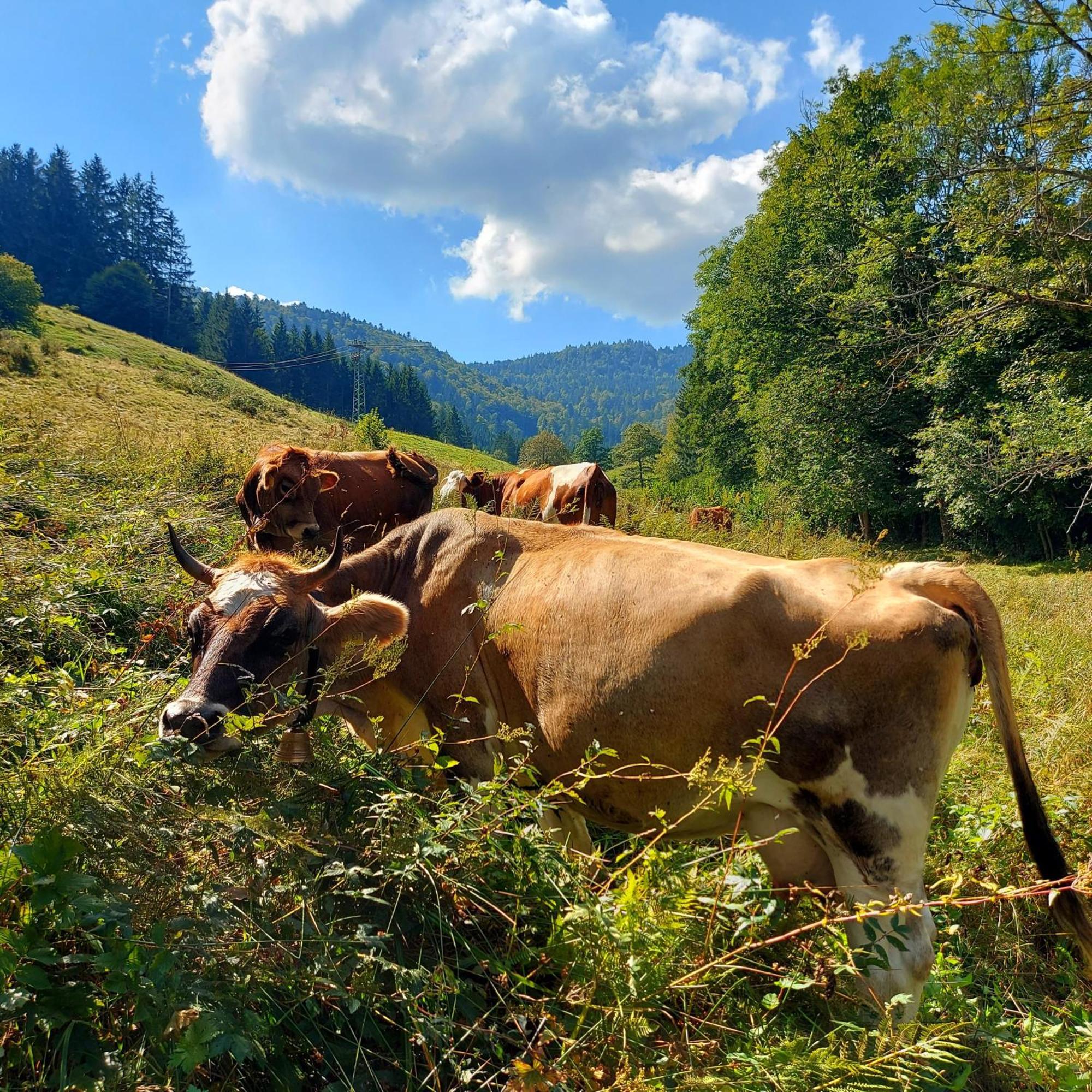 Ferienwohnungen Haus Hees Todtnau Exteriör bild